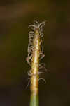 Jointed spikesedge